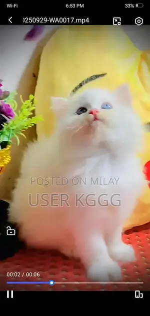 Persian Punch Face Cats and Kittens - Multiple Colors