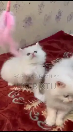 Photo - Purebred Persian Kittens - Multiple Colors Available