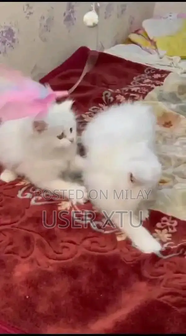 Purebred Persian Kittens - Multiple Colors Available