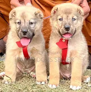 Photo - Bakarwal Puppies Pair - Healthy, Vaccinated Working Dogs