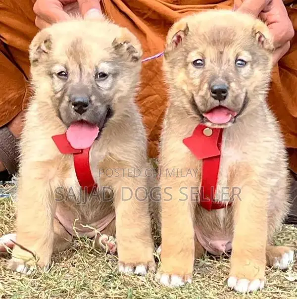 Bakarwal Puppies Pair - Healthy, Vaccinated Working Dogs