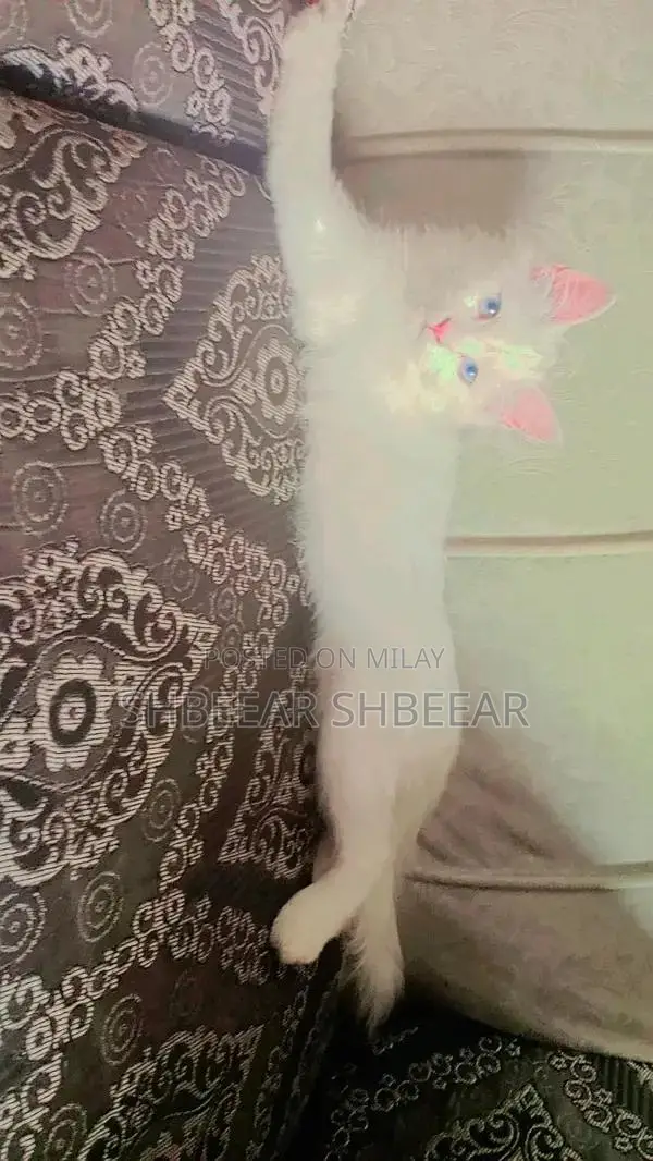 bohat cute ha blue  eyes