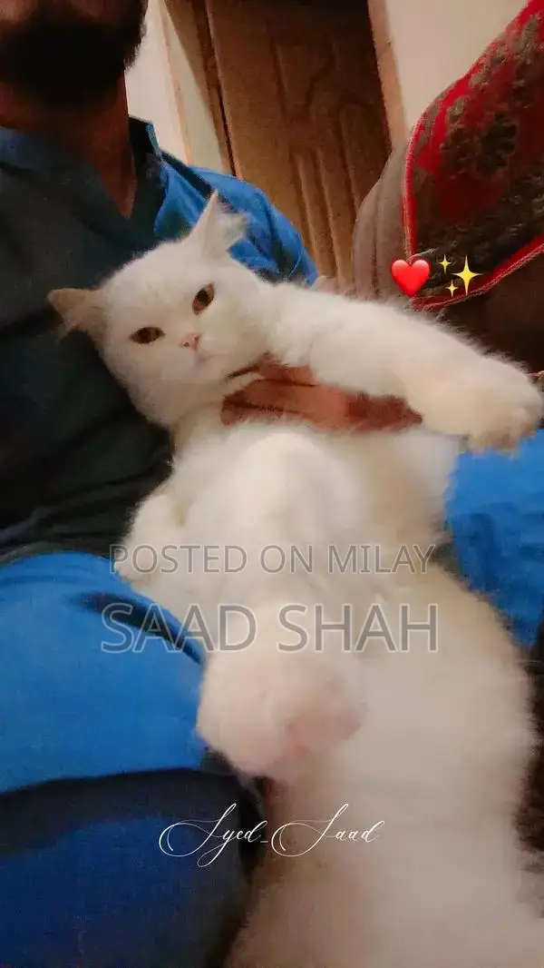 White Persian Cat with Double Coat and Yellow Eyes