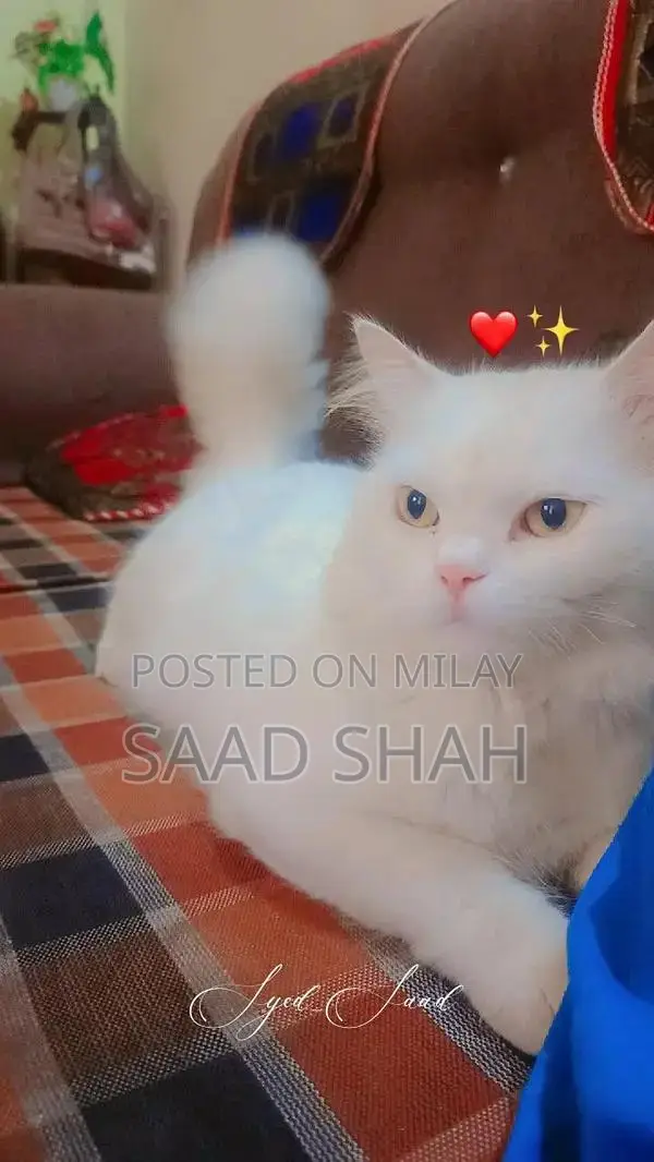 White Persian Cat with Double Coat and Yellow Eyes