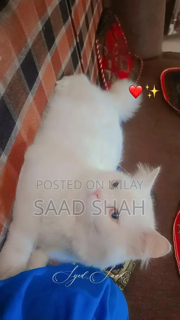 White Persian Cat with Double Coat and Yellow Eyes