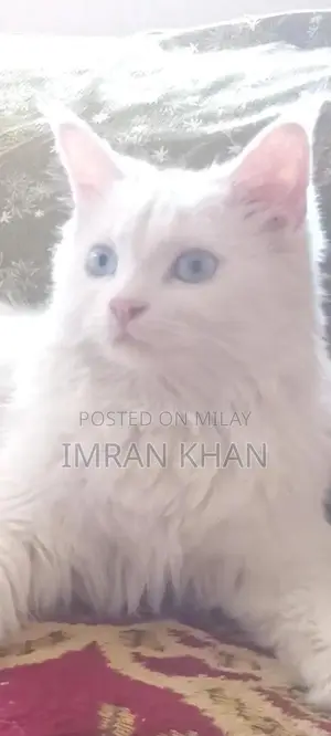 Photo - Adorable Female Kitten - 5 Months Old, Looking for Loving Home