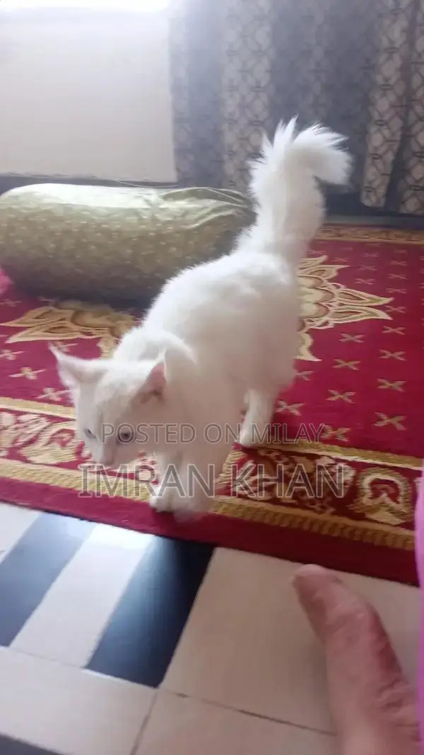 Adorable Female Kitten - 5 Months Old, Looking for Loving Home