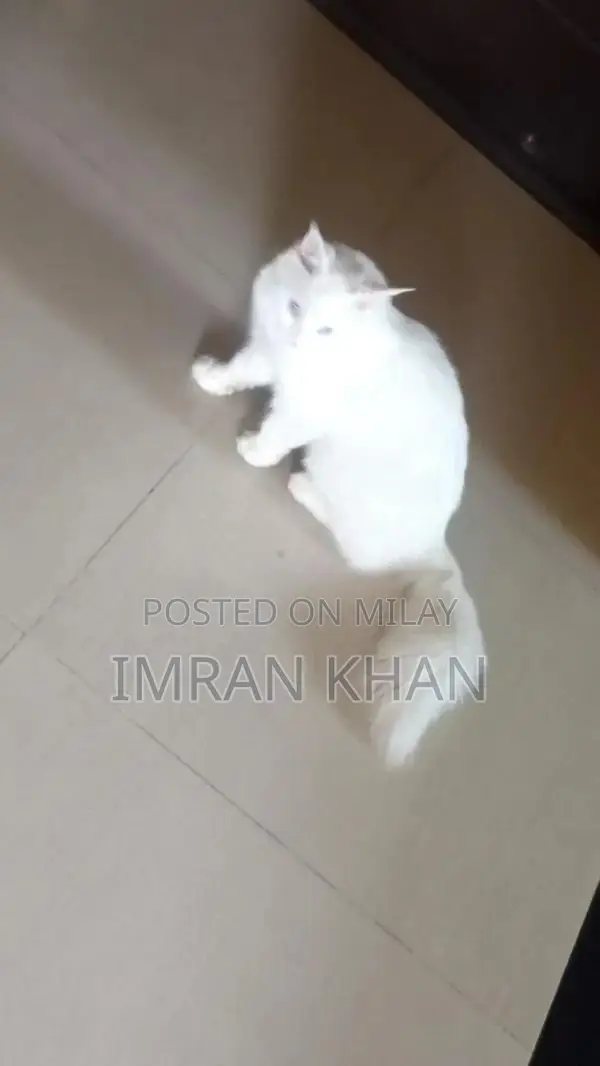 Adorable Female Kitten - 5 Months Old, Looking for Loving Home