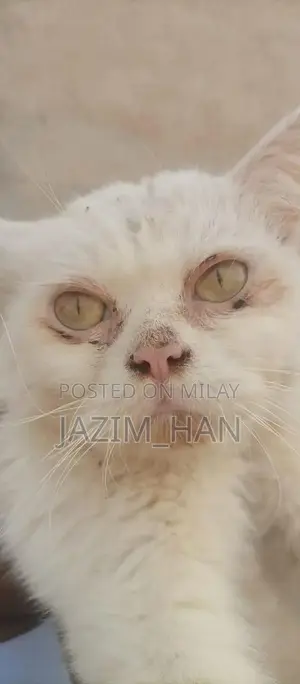 Photo - white Persian cat