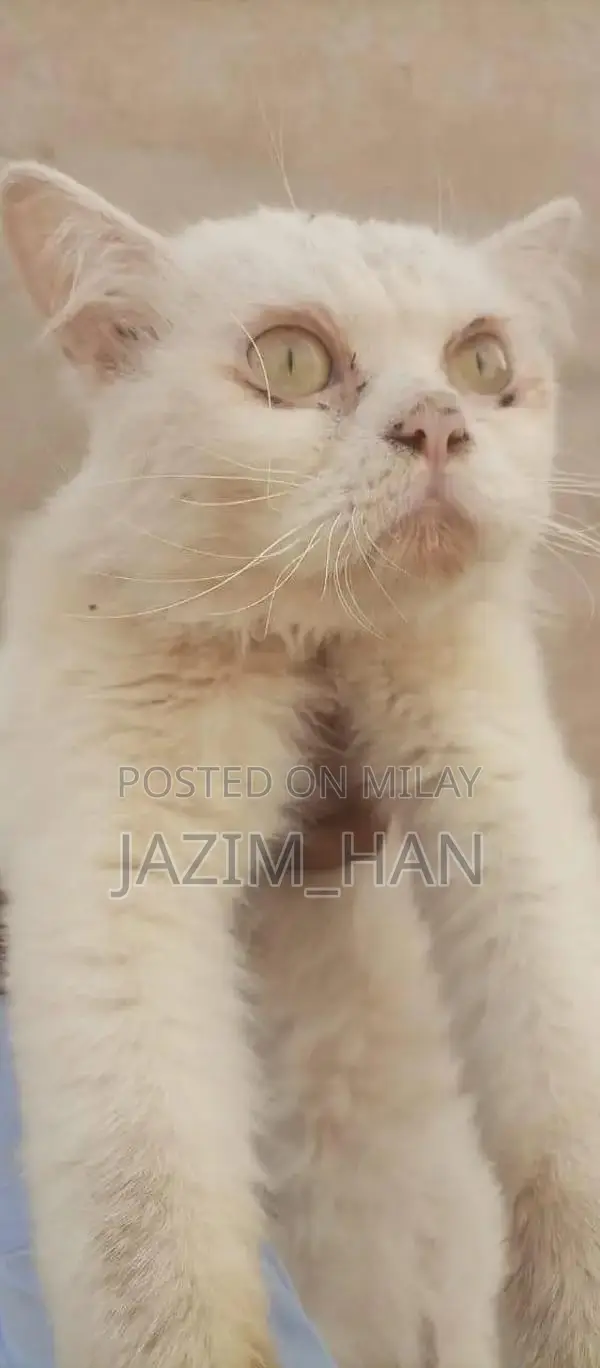 white Persian cat