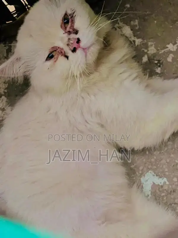 white Persian cat
