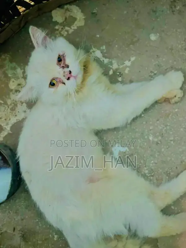 white Persian cat