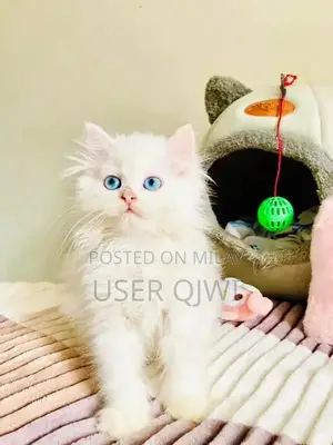 Photo - Purebred Persian Cats - Male and Female Kittens