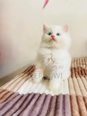 Purebred Persian Cats - Male and Female Kittens