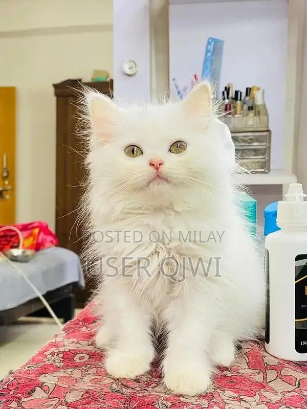 Purebred Persian Cats - Male and Female Kittens