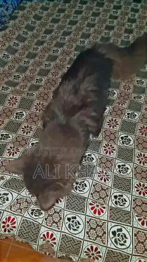 Photo - Black Long Coat Cat - Friendly and Intelligent Breed