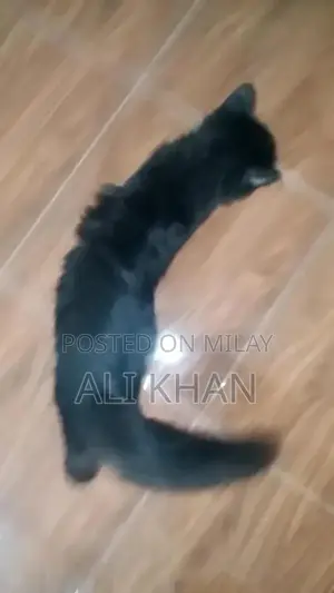 Black Long Coat Cat - Friendly and Intelligent Breed