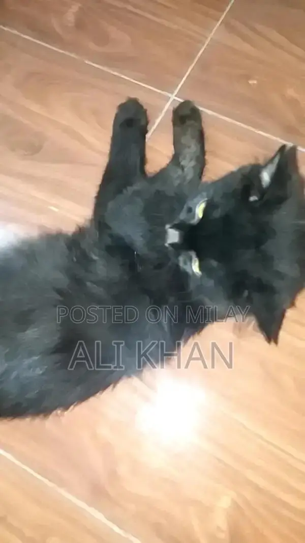 Black Long Coat Cat - Friendly and Intelligent Breed