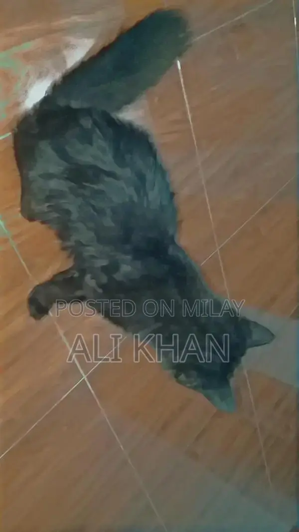 Black Long Coat Cat - Friendly and Intelligent Breed