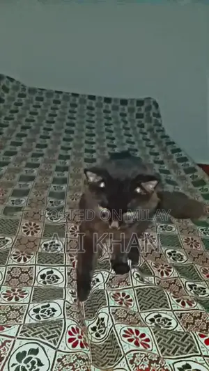 Black Long Coat Cat - Friendly and Intelligent Breed