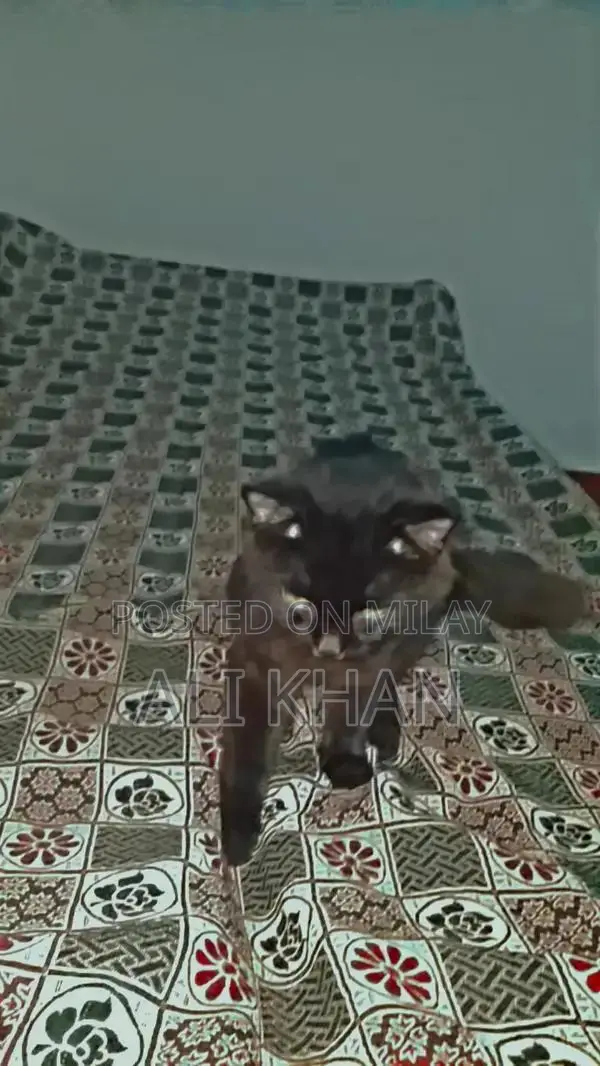 Black Long Coat Cat - Friendly and Intelligent Breed