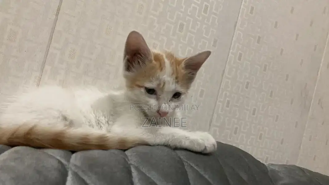 Single Coat Persian Domestic Cat Hybrid Companion