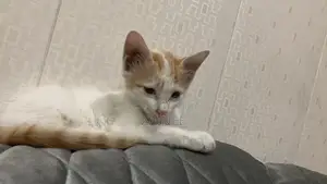 Single Coat Persian Domestic Cat Hybrid Companion