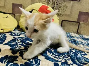 Single Coat Persian Domestic Cat Hybrid Companion