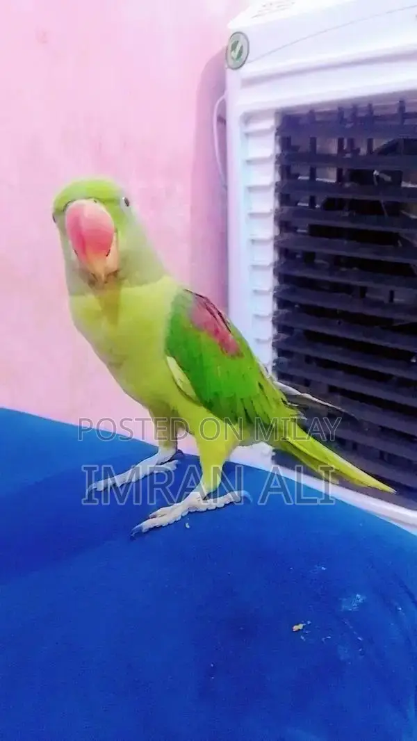 kashmiri parrot