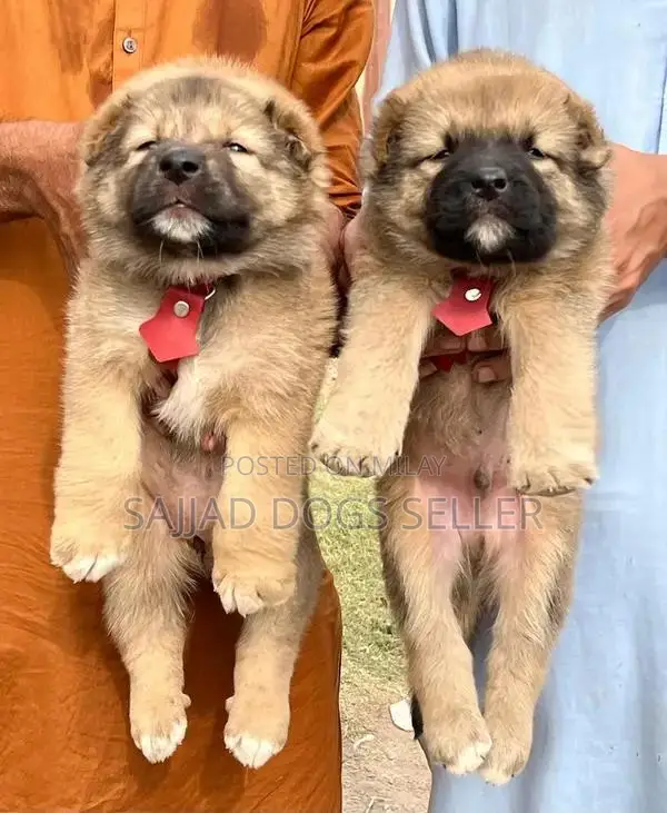 Turkish Kangal Puppy - Heavy Bone, Healthy Purebred Companion