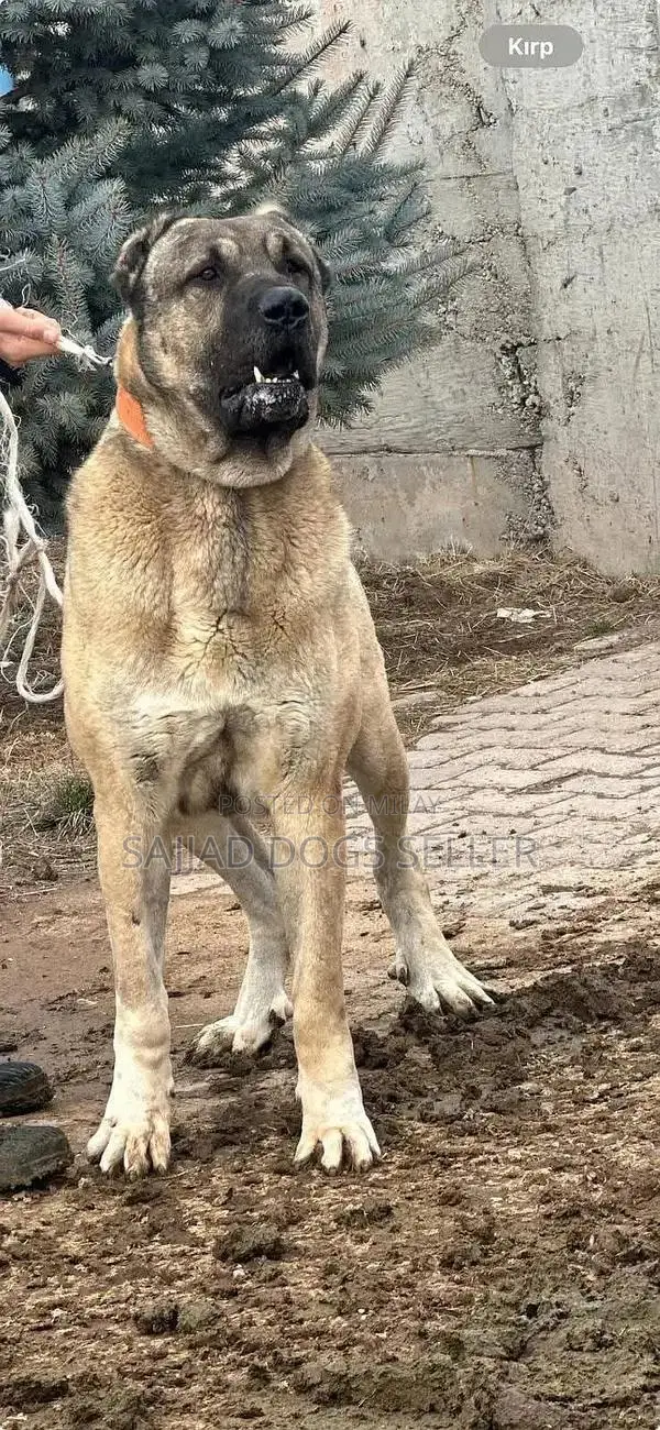 Turkish Kangal Puppy - Heavy Bone, Healthy Purebred Companion