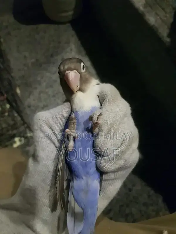 Love Birds Breeding Pair - Blue and Yellow Exotic Companion Birds