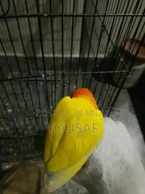 Love Birds Breeding Pair - Blue and Yellow Exotic Companion Birds