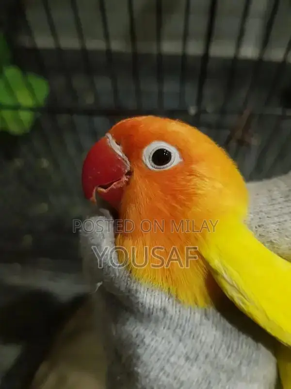Love Birds Breeding Pair - Blue and Yellow Exotic Companion Birds
