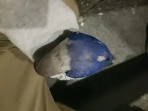 Love Birds Breeding Pair - Blue and Yellow Exotic Companion Birds