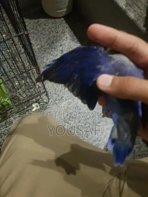 Love Birds Breeding Pair - Blue and Yellow Exotic Companion Birds
