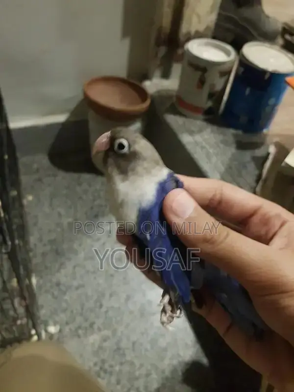 Love Birds Breeding Pair - Blue and Yellow Exotic Companion Birds