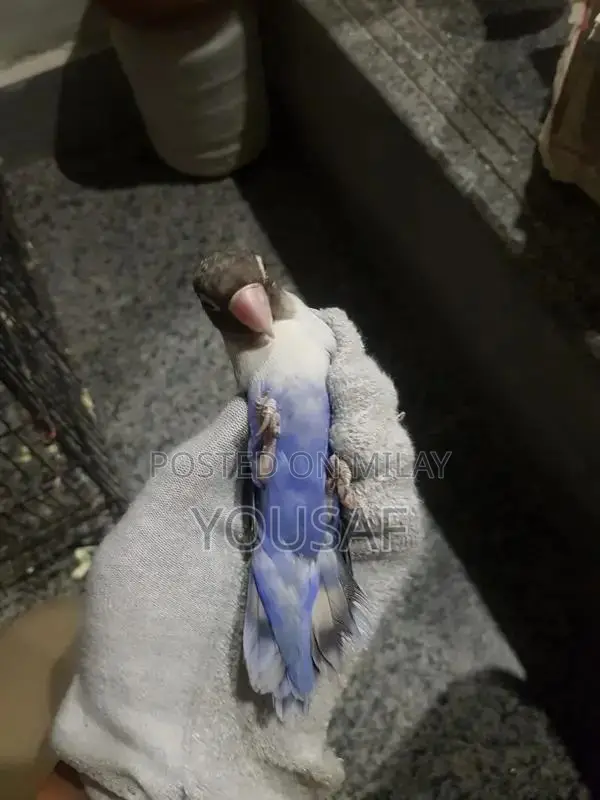Love Birds Breeding Pair - Blue and Yellow Exotic Companion Birds