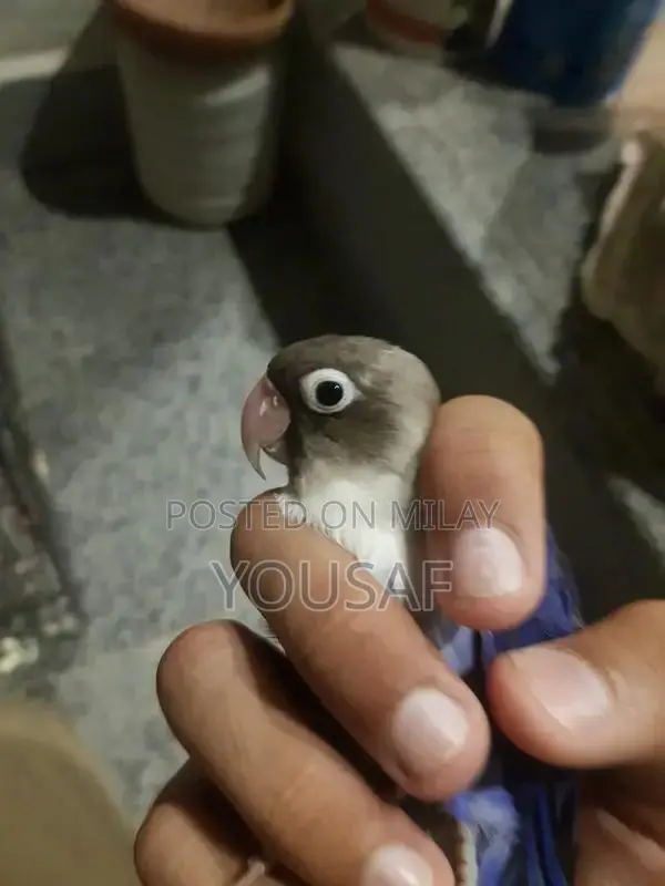 Love Birds Breeding Pair - Blue and Yellow Exotic Companion Birds