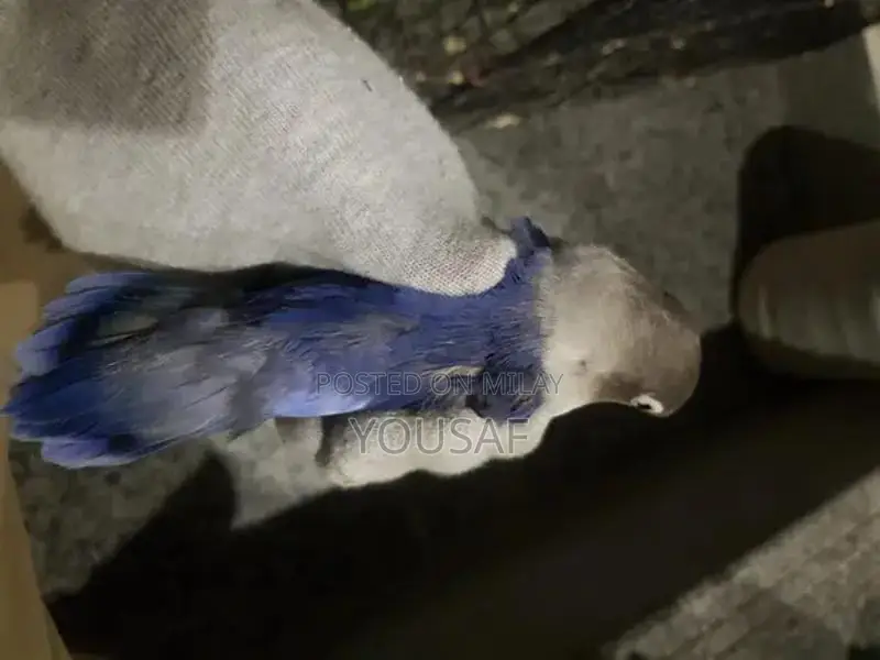 Love Birds Breeding Pair - Blue and Yellow Exotic Companion Birds