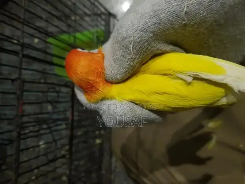 Love Birds Breeding Pair - Blue and Yellow Exotic Companion Birds