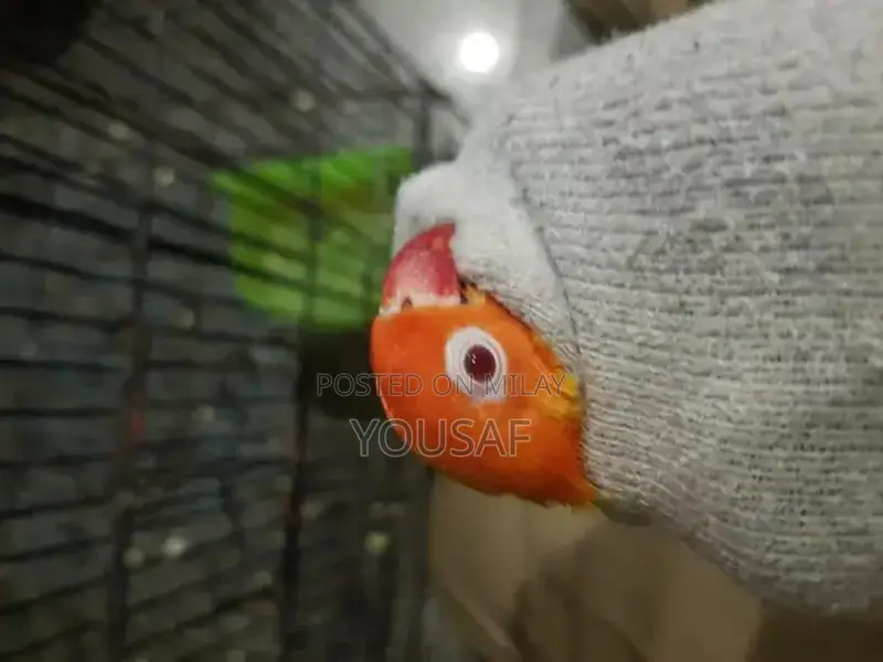 Love Birds Breeding Pair - Blue and Yellow Exotic Companion Birds