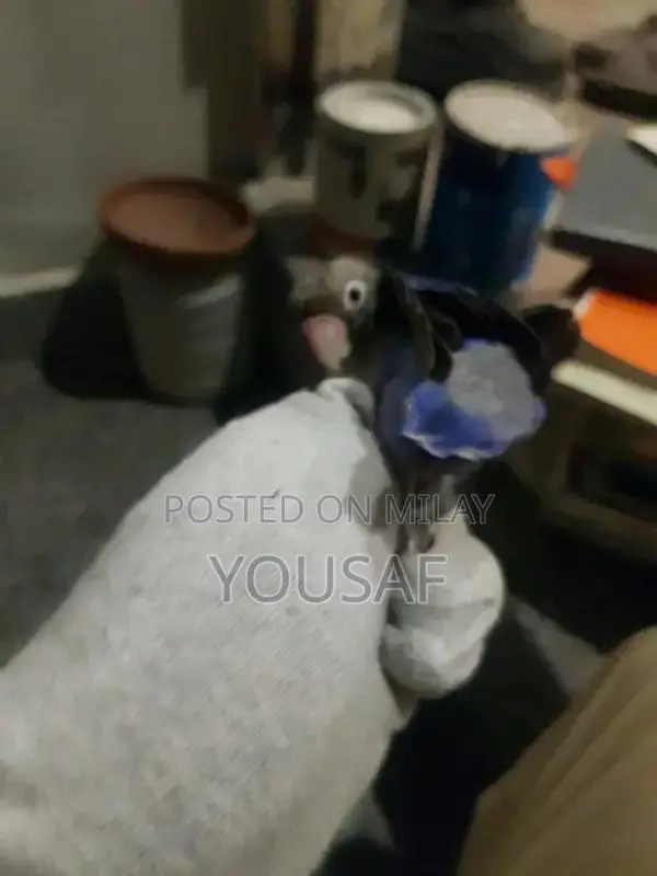 Love Birds Breeding Pair - Blue and Yellow Exotic Companion Birds