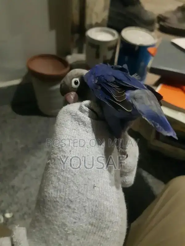 Love Birds Breeding Pair - Blue and Yellow Exotic Companion Birds