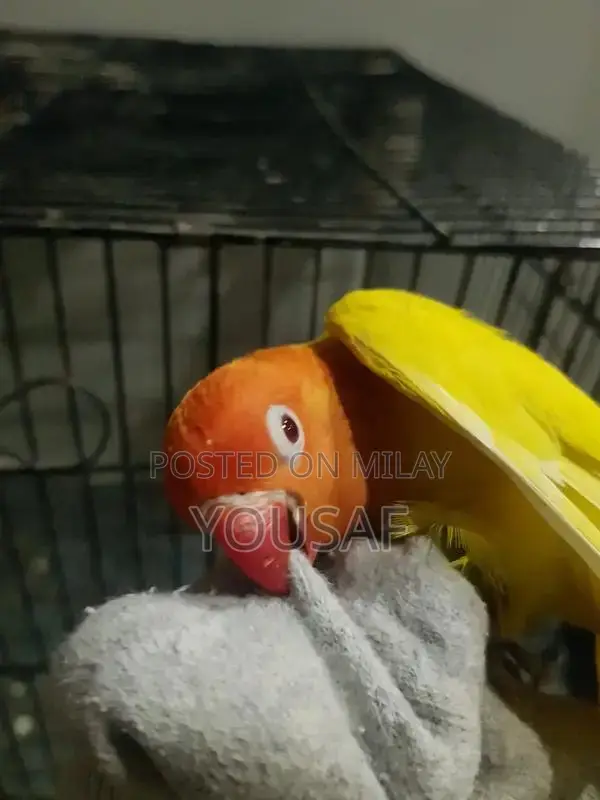 Love Birds Breeding Pair - Blue and Yellow Exotic Companion Birds