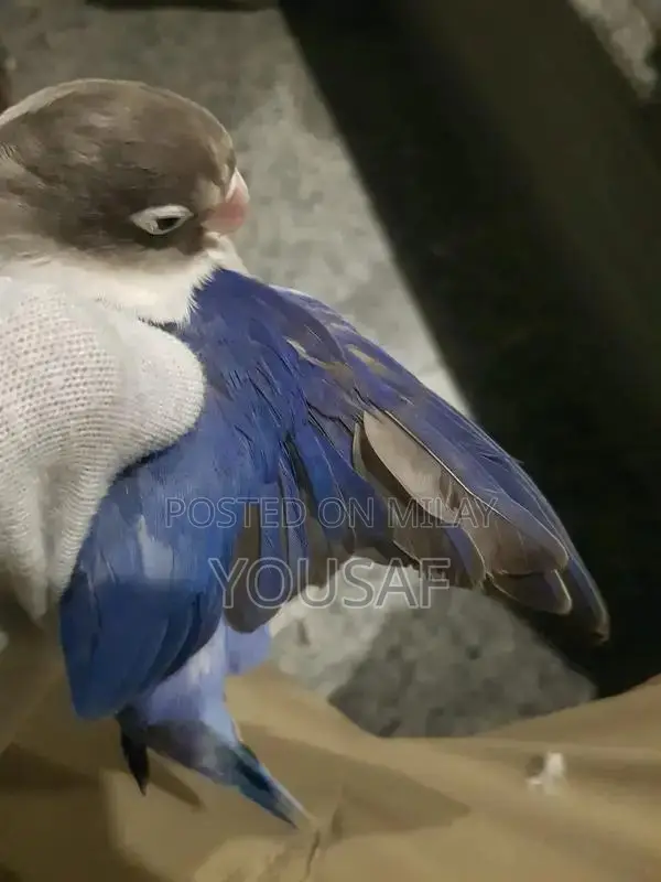 Love Birds Breeding Pair - Blue and Yellow Exotic Companion Birds