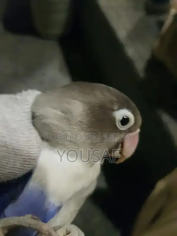 Love Birds Breeding Pair - Blue and Yellow Exotic Companion Birds