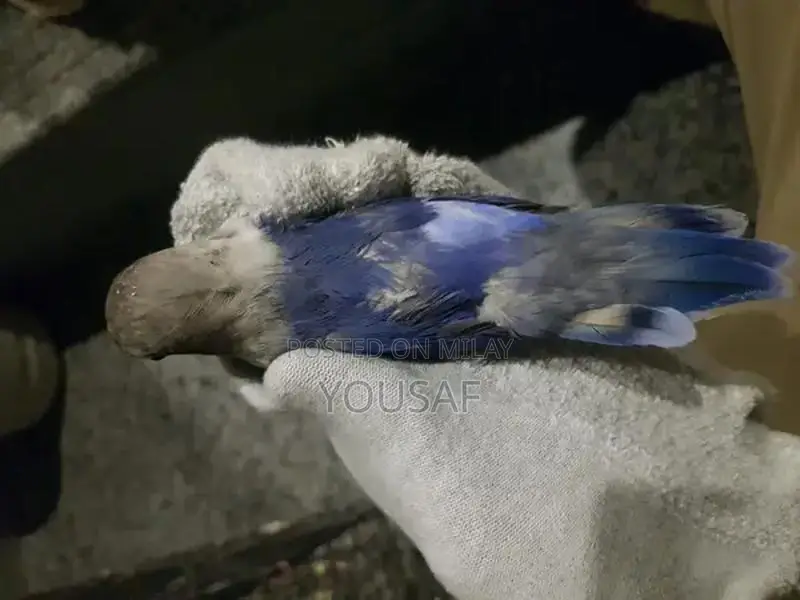 Love Birds Breeding Pair - Blue and Yellow Exotic Companion Birds