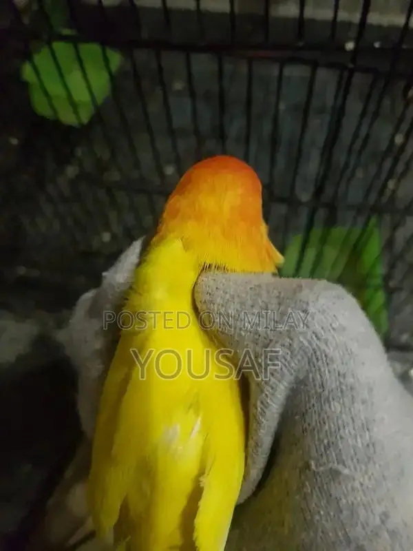 Love Birds Breeding Pair - Blue and Yellow Exotic Companion Birds