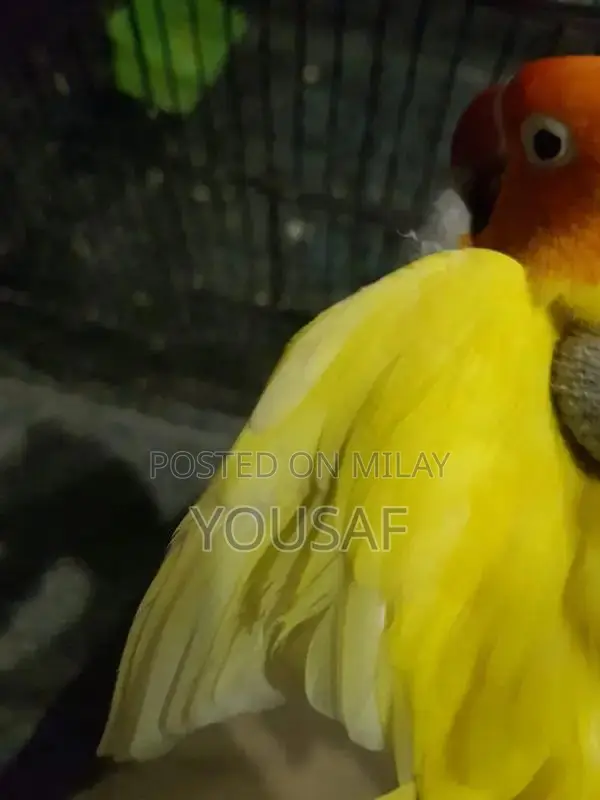 Love Birds Breeding Pair - Blue and Yellow Exotic Companion Birds